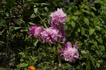 pink valentine flowers with close-ups