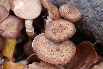 Armillaria fungi in the autumn forest, Czech Republic