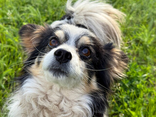Cute shaggy dog looking up