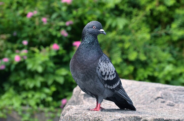 One wild pigeon standing on the stone against natural     spring  flowering bushes background...