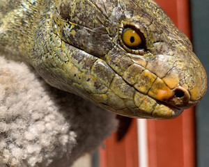 Cuban Rock Iguana Head Close-Up
