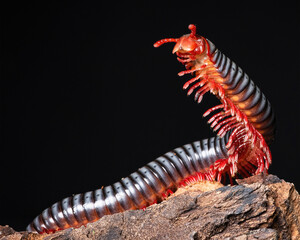 Red Millipede on Bark with Black Background