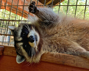 Raccoon Lounging Upside Down
