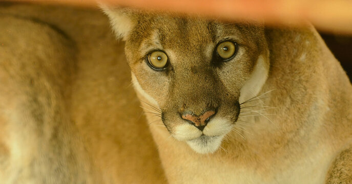 Mountain Lion Peering from Shadows