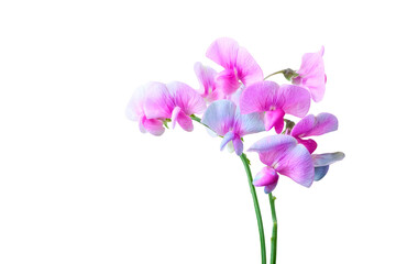 Fototapeta premium Delicate pink mouse peas flowers with green stems on a white background. Minimal floral composition perfect for design and print. Copy space