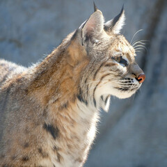 Bobcat Side Profile in Sun