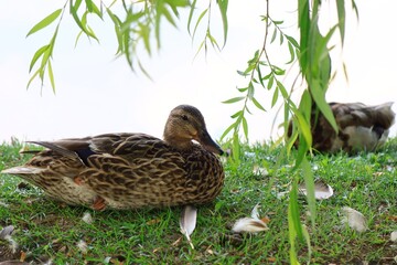水辺にくつろぐカモ