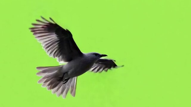 A bird soaring gracefully against a vibrant green background, showcasing its wings in flight