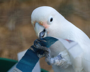 White Cockatoo Chewing Enrichment Toy