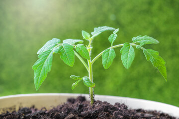 Young Tomato Plant Sprout in white Pot organic gardening Selective focus.