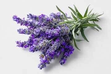 Tight - up of vibrant lavender sprigs against a white background , showcasing their delicate purple blooms and slender green leaves .