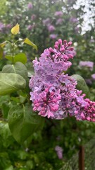 Obraz premium lilac flowers in the garden