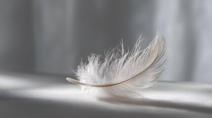 Elegant feather gently dropped mid-shot.
