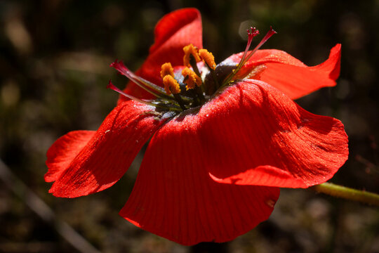 Red flower of Drosera cistiflora red, South Africa