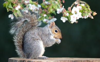 Grey squirrel eating nut on a tree stump with a blossoming cherry tree branch in the background