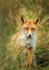 Portrait of a red fox hiding in tall grass in a meadow