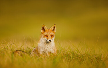 Red fox sitting in a meadow during a golden sunset