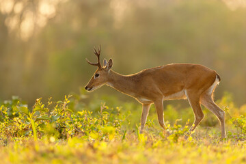 Pampas deer walking in a meadow under soft sunset light, Pantanal, Brazil
