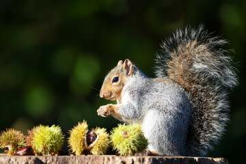 Fototapeta premium Grey squirrel eating sweet chestnut fruit in autumn
