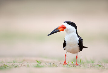 Black skimmer on a sandy river bank, Pantanal, Brazil