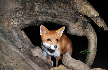 Portrait of a young red fox cub standing beside a fallen tree in a dark forest at night