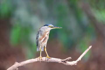 Striated heron perched on a tree branch