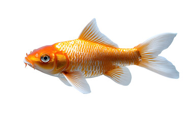 Gold koi fish isolated on white background, koi fish background