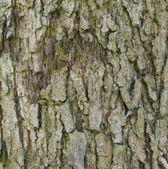 Beautiful close-up of the bark of quercus gravesii