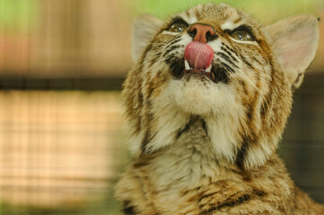 Bobcat Licking Nose
