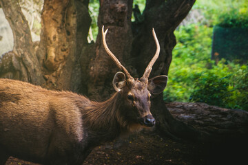 Majestic sambar deer ( *Rusa unicolor*) in Karnataka, India, captured in a lush forest setting.