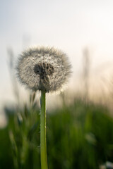 Pusteblume