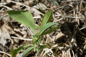 Fresh Green Leaves on Young Korean Hornbeam Stem