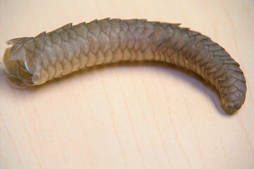 Caterpillar Larva on Table