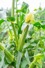Corn plants growing in a lush garden during the summer season across a vibrant green landscape