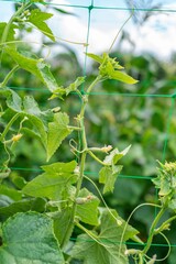 Climbing cucumber plants grow towards the sunlight in a well-maintained garden in mid-summer