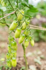 Green tomatoes grow on vine in garden during warm summer days with sunlight filtering through leaves
