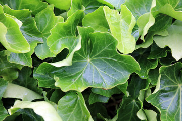 Macro image of wet Ivy leaves, Kent England
