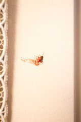 A mosquito crushed against the wall.