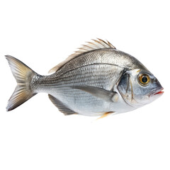 oceanic fish png open ocean pelagic fish illustration PNG marine species PNG transparent background image
