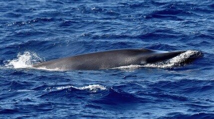Fototapeta premium Whale in deep blue ocean (2)