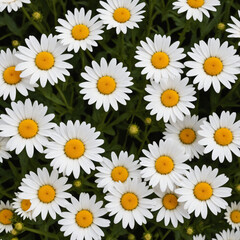 White daisies blooming in a garden with vibrant green leaves  