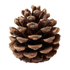 Isolated Pinecone on White Background with Natural Texture