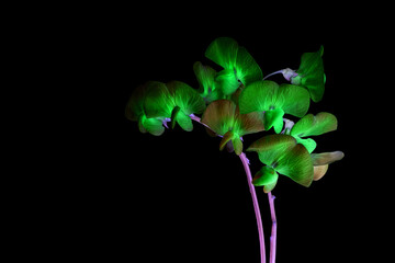 Bright green neon flowers with purple stems isolated on black background. High contrast, futuristic...