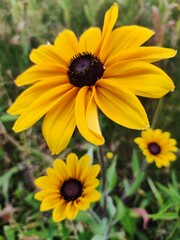 Fototapeta premium Echinacea