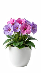 Obraz premium Vibrant flowers shades of pink and purple bloom white pot, showcasing their beauty and freshness. This arrangement adds cheerful touch to any