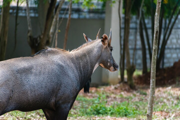 A Nilgai, an Asian antelope, stands in profile in a wooded area of India, showcasing its grey-blue...
