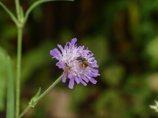Vibrant Purple Scabiosa Flower with Pollinating Bee and Insect