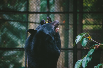 A black bear in an Indian wildlife sanctuary, viewed from the side, delicately holds food.  Dark,...