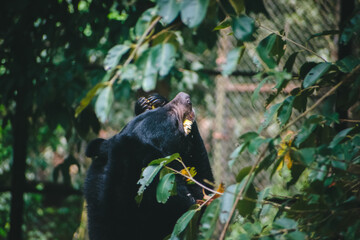 A black bear in an Indian sanctuary eats from a leafy branch.  Close-up composition, natural...
