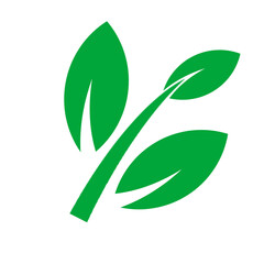 Green organic leaf PNG, herbal nature element, eco transparent art